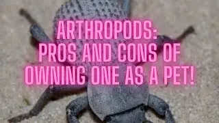 Why Arthropods? Pros and Cons of Bugs as Pets!