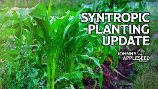 Experimental Syntropic Planting Update | Three Weeks of Growth in our Ultra-Dense Planting