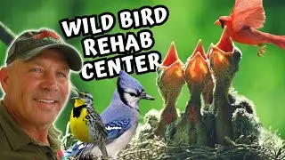 Rescuing Countless Songbirds - A Heartwarming Story 