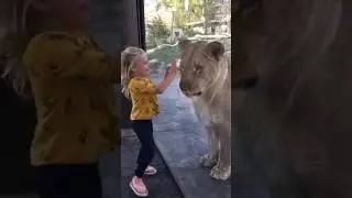 This female lion loves to play with cute little kids ♥️ #shorts