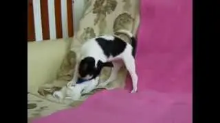 чихуахуа Форситэль Мозайка