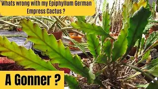 Whats wrong with my Epiphyllum 'German Empress' Cactus ? Disocactus phyllanthoides #cactus #cacti