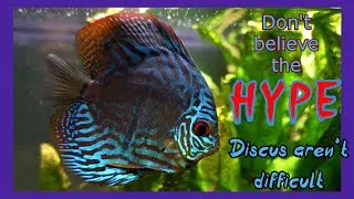 Don't Be Afraid Of Keeping Discus