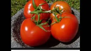 The tomato show! (warning tomato abuse) STOP ABUSE NOW!!!!!!!!!!!!!!!!!!!