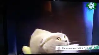 Кот Фёдор
