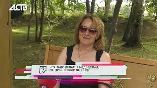 Как вести себя при встрече с медведем - опрос на улице