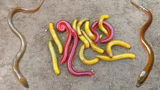 Wow!Looking for millipedes,luwing and finding ornamental fish,catfish,eels,turtles,andclimbing perch