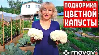 ЦВЕТНАЯ КАПУСТА | Удобрения для цветной капусты - ЗДРАВЕНЬ и ГУМАТ КАЛИЯ | Моя дача в Хабаровске