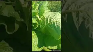 Начало.,.