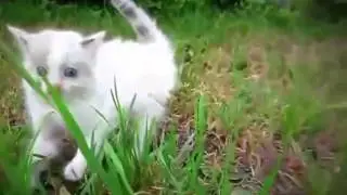 Кот Психованный! Приколы с Кошками!!2!