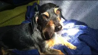 tender in the way - featuring herzog the dog