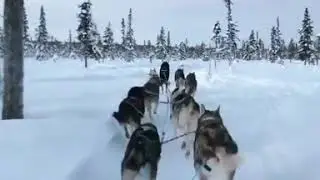 Собаки,хаски,сани,зима,снег )