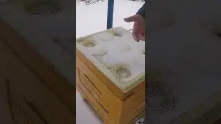 Зимовка пчел на улице Зимние ошибки пчеловода  