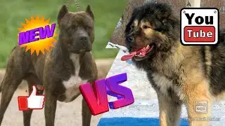 Стаффордширський терьер против кавказской овчарки//Animals Battle//