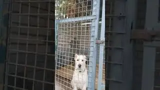 Алабай Герда🐕