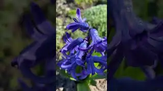 #garden #сад  Хто зʼїдає квіти в саду?Метод боротьби що не шкодить 🐝