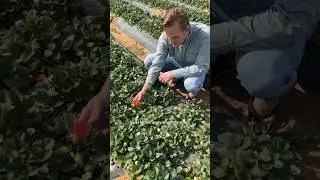 India's growing strawberries WHERE?!?