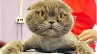 ГРУМЕР ДЛЯ КОШЕК | КСЮША РЕШИЛА СХОДИТЬ В САЛОН КРАСОТЫ🤣🤣
