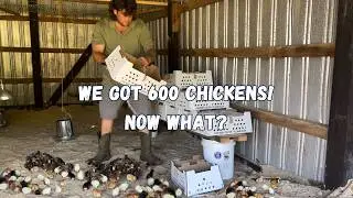 We ordered 600 chickens for our small farm. Pasture raised chickens for eggs. How we did it.