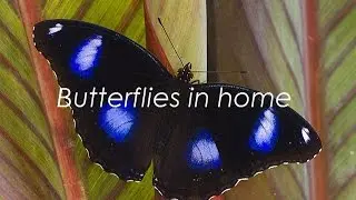 Жизнь в Ростове 5.  Эпизод 154.  Butterflies in home.