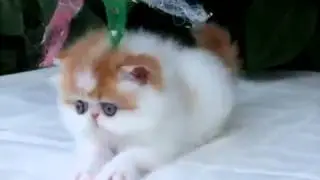 Ржкч! Котенок!
