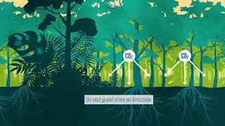 BIOCLIMATE : le rôle de la faune et son influence sur la régénération des forêts tropicales