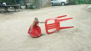 YaYa Collects Chair For Baby Cow To Sit But Cow Scare Of Chair
