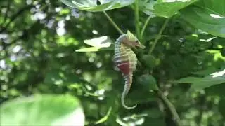 Seahorse Animation