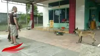Pet Rescuing Owners From Danger