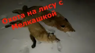 Охота на лису на приваде с Мелкашкой Как стемнело начелось движение Лис добыл только САМКУ И  САМЦА