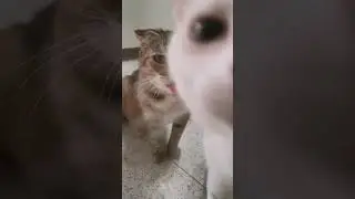 Linguacce