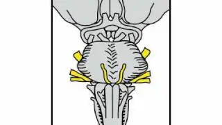 Neurologic Exam Cranial Nerves Anatomy :  Pontine Level