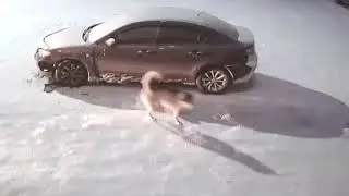 Собаки разбили бампер