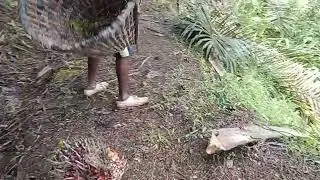 proses langsir buah sawit