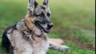 Champ the Dog has died - President Biden's Pet Dog has died at 12 years old