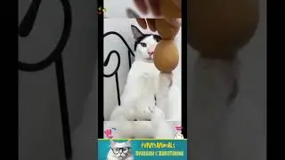 приколы с животными , смешные моменты , коты и собаки  , смех до слез #cat #dogs #animals
