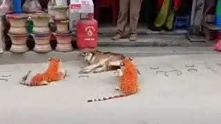 Собака испугалась