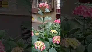 Гортензия в Сочи #сочисегодня #цветы #сочи #гортензия