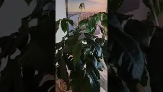 Natal Mohogany step by step instructions