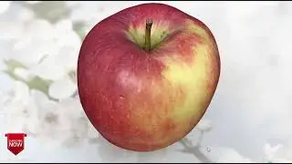 Apple Model 3d for c4d free downloads (file describe)