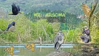 💙 BAHÍA DE TXINGUDI/MARISMAS DE JAIZUBIA. OBSERVAR AVES ES CONTEMPLARLAS EN SU HÁBITAT NATURAL.