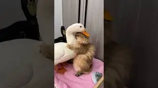 Кот и гуси