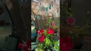 Early September in the greenhouse.💚