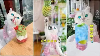 Cooking cat funny cooking, Cocinar gato cocina divertida