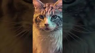 Cat lvr ❤️❤️| subscribe  | malayali | KC editz | malayalam whatsapp status | download | kerala vibes