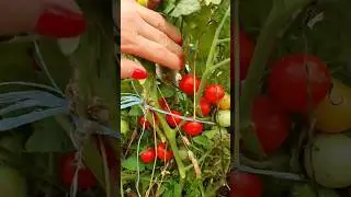 Помидорки черри #жизньзагородом #помидоры #черри #томаты #tomato