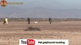 dog race in Punjab \ greyhound racing \  hunting dogs in Pakistan