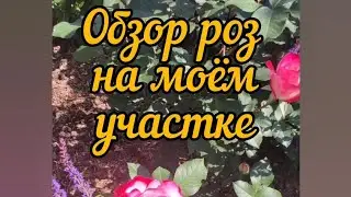 Обзор роз на моём участке. Коко-Локо - моя любимая роза.