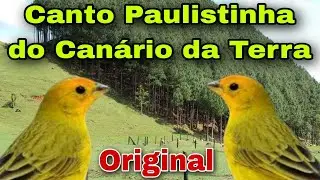 Canto Paulistinha do Canário da Terra um Ótimo Canto para Treinar Filhotes - sicalisflaveola