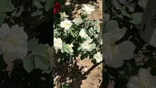 Южный сад Ирины Сотниковой на других видео ресурсах. Переходите, подписывайтесь.